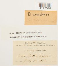 Dicranum scoparium image