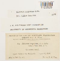 Dicranum scoparium image