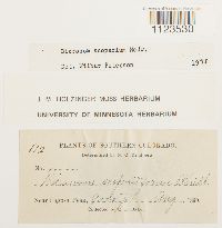 Dicranum scoparium image