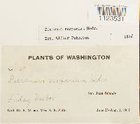 Dicranum scoparium image