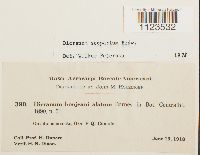 Dicranum scoparium image