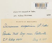 Dicranum scoparium image