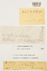 Dicranum scoparium image