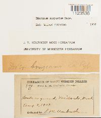 Dicranum scoparium image