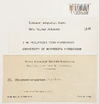 Dicranum scoparium image