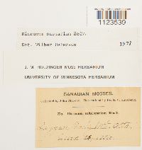 Dicranum scoparium image