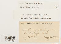 Dicranum scoparium image