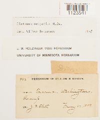 Dicranum scoparium image