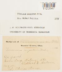 Dicranum scoparium image