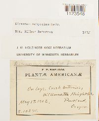 Dicranum scoparium image