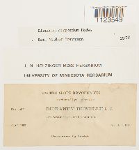 Dicranum scoparium image