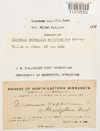 Dicranum scoparium image