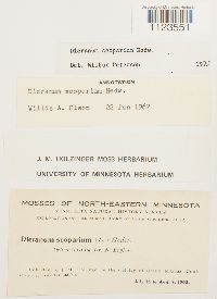 Dicranum scoparium image