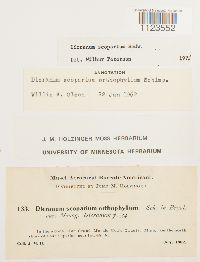 Dicranum scoparium image