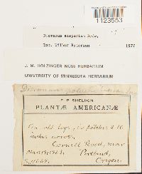 Dicranum scoparium image