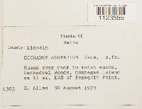 Dicranum scoparium image