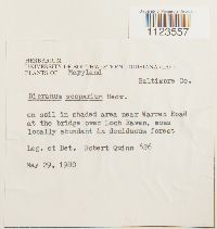 Dicranum scoparium image