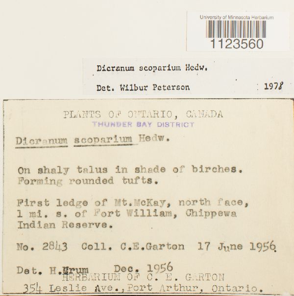 Dicranum scoparium image