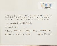 Dicranum scoparium image