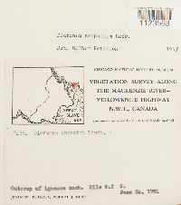 Dicranum scoparium image