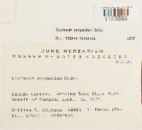 Dicranum scoparium image