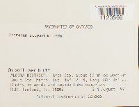 Dicranum scoparium image