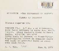 Dicranum scoparium image