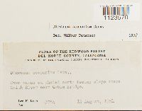 Dicranum scoparium image