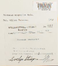 Dicranum scoparium image