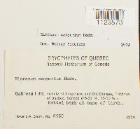 Dicranum scoparium image