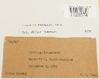 Dicranum scoparium image