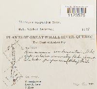 Dicranum scoparium image