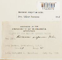 Dicranum scoparium image