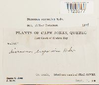 Dicranum scoparium image