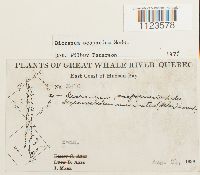 Dicranum scoparium image