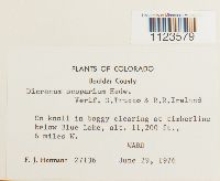 Dicranum scoparium image