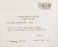 Dicranum scoparium image