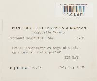 Dicranum scoparium image