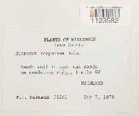 Dicranum scoparium image