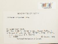 Dicranum scoparium image