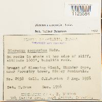 Dicranum scoparium image