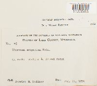 Dicranum scoparium image