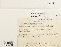 Dicranum scoparium image