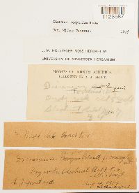 Dicranum scoparium image