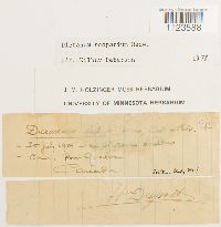 Dicranum scoparium image