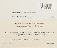 Dicranum scoparium image