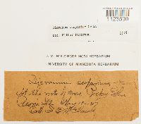 Dicranum scoparium image