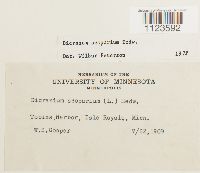 Dicranum scoparium image