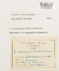 Dicranum scoparium image