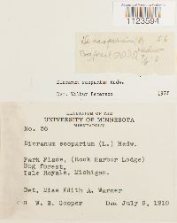 Dicranum scoparium image